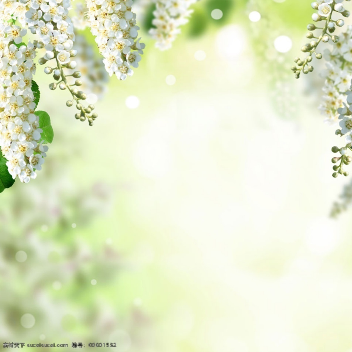 清新 唯美 白色 花朵 背景 图 简约 清爽 质感 女装 童装 护肤品 绿叶 渐变 蝴蝶