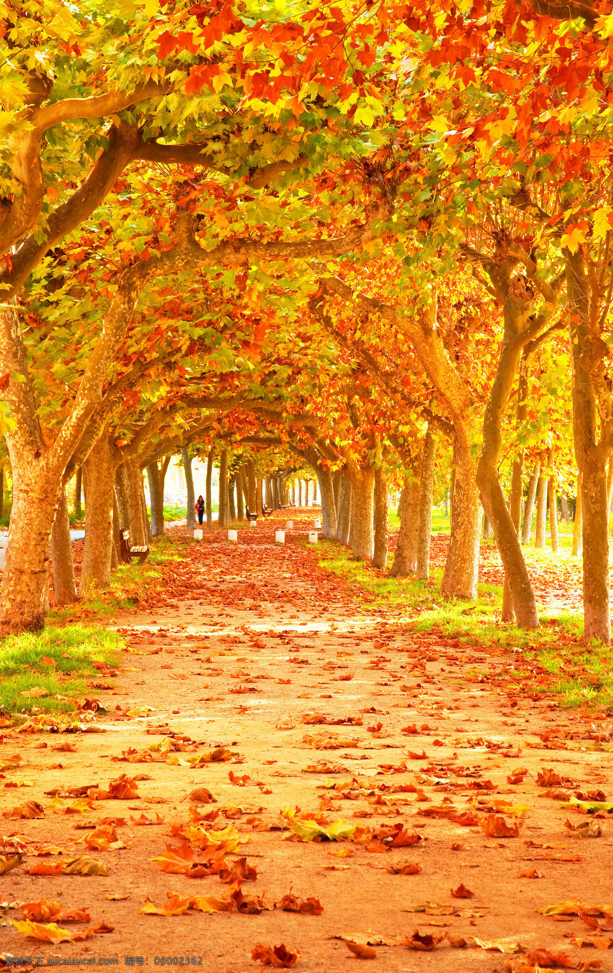 金色 落叶 秋天 林间小道 小路 金花色的树叶 山水风景 风景图片