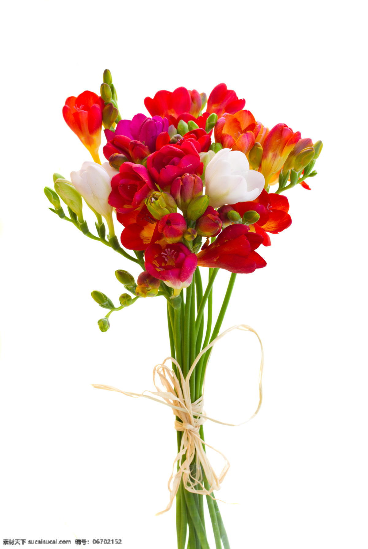 美丽 兰花 花束 鲜花 花朵 花卉 花草树木 生物世界