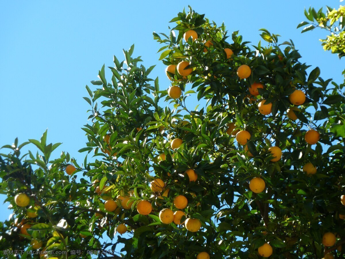 桔树 树 户外 环境 树干 叶子 构 自然 林地 森林 荒野 水果 多汁 生物世界