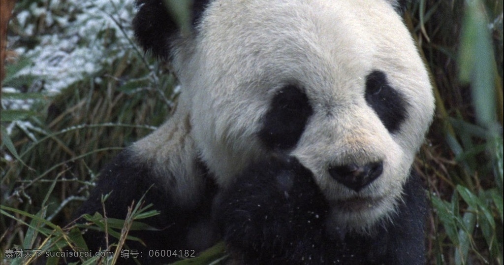 大熊猫吃竹子 熊猫 森林 剪辑 视频 动物 植物 实拍视频 源文件 mov
