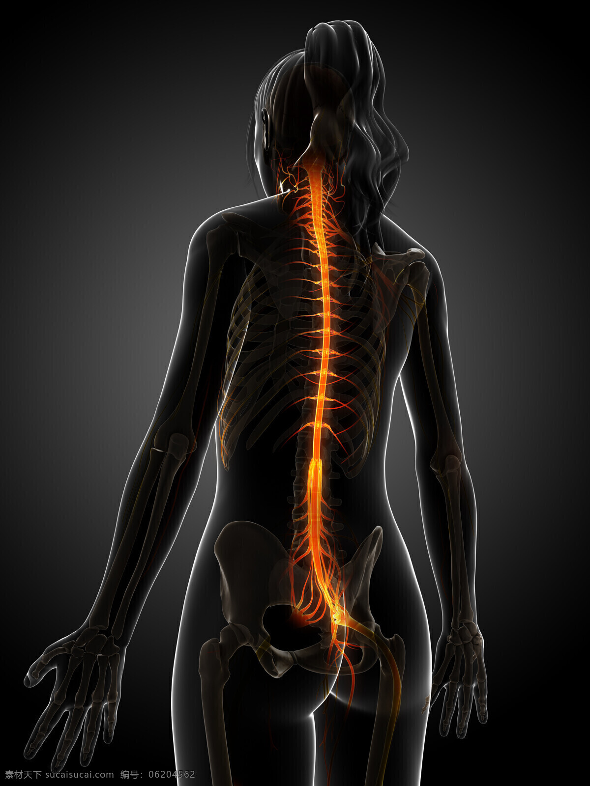 女性 骨骼 脊椎 神经 女性器官 女性骨骼 神经组织 人体器官 医学图片 医疗护理 现代科技