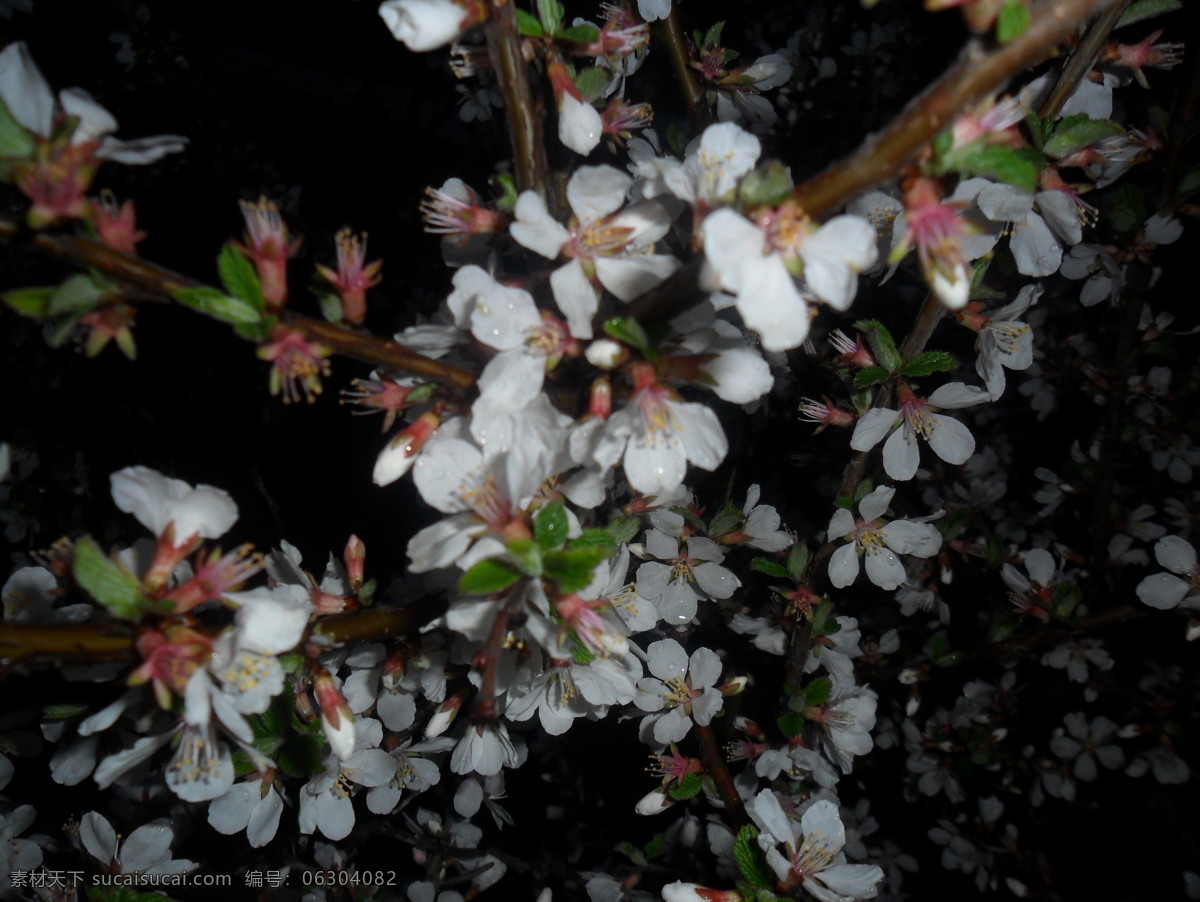 樱桃花 夜景 春季 花蕊 花草 生物世界 黑色