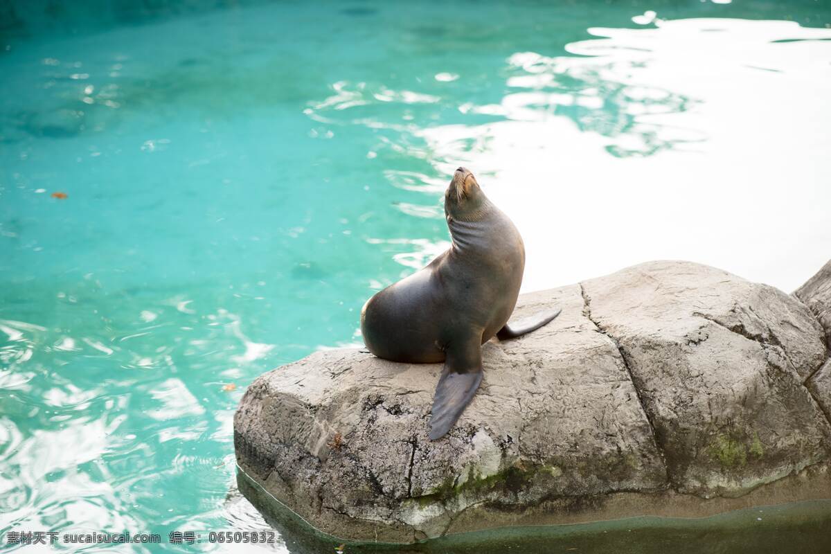海狮 水 蓝绿色 动物表演 清新 生物世界 海洋生物
