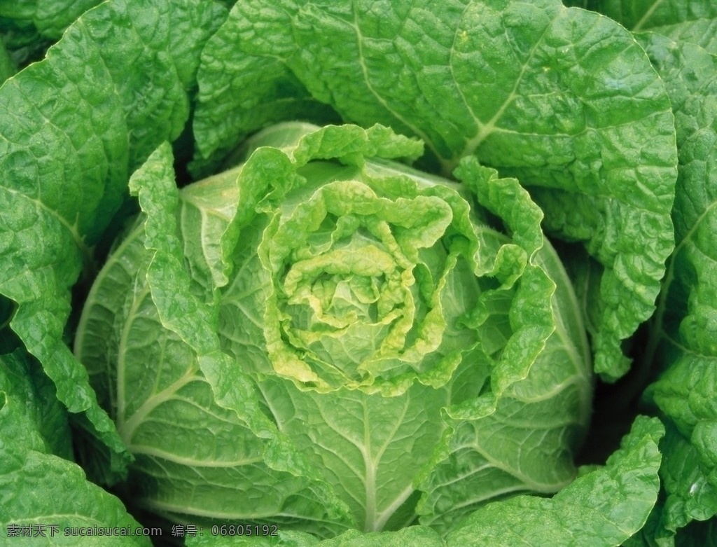 大白菜 健康蔬菜 蔬菜 营养蔬菜 冬天 里 生菜 白菜地 绿叶 干净 健康 开着的大白菜 一朵白菜 生物世界