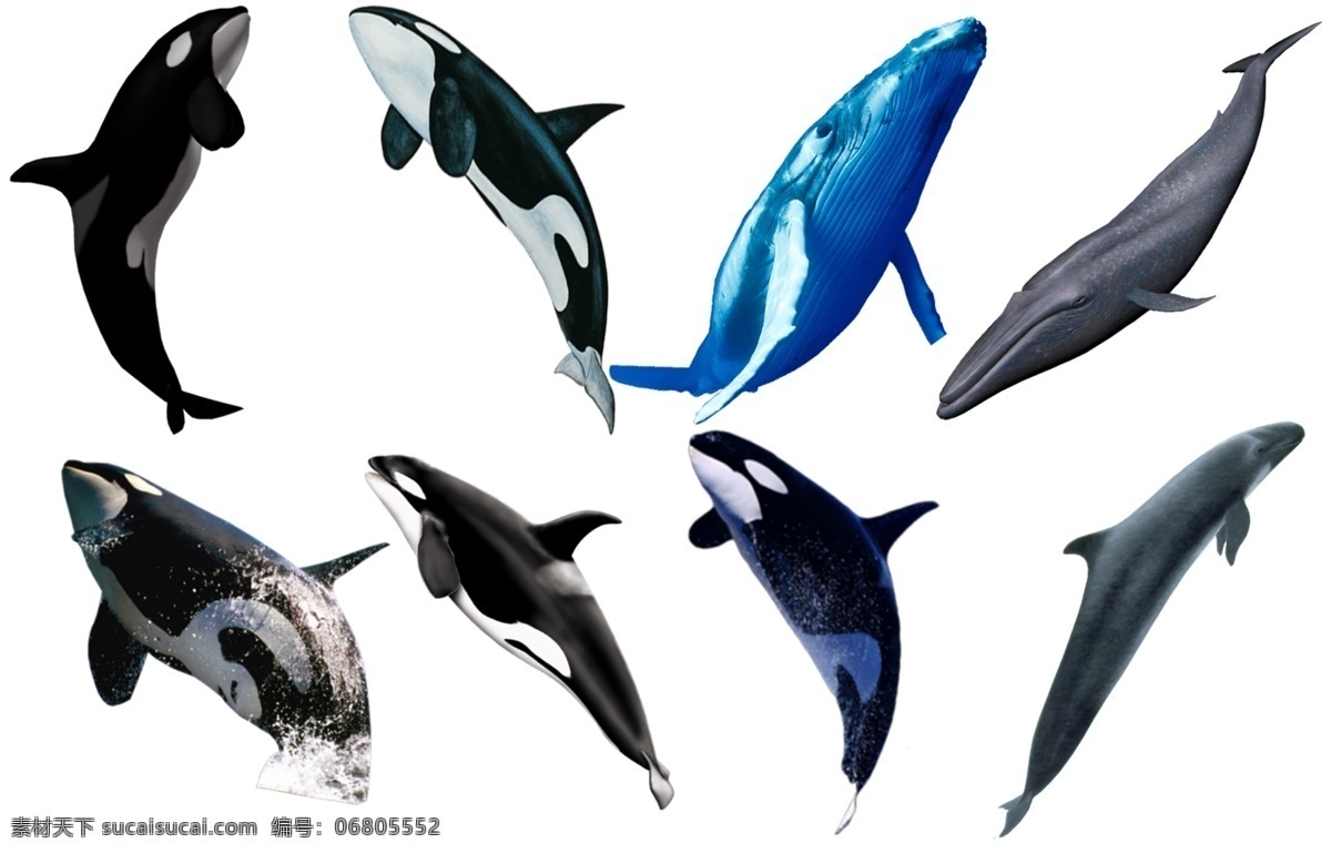 鲸图片 鲸鱼 鲸 鲲 大海 海洋生物 生物世界 透明底 免抠图 分层图 分层 动物透明底