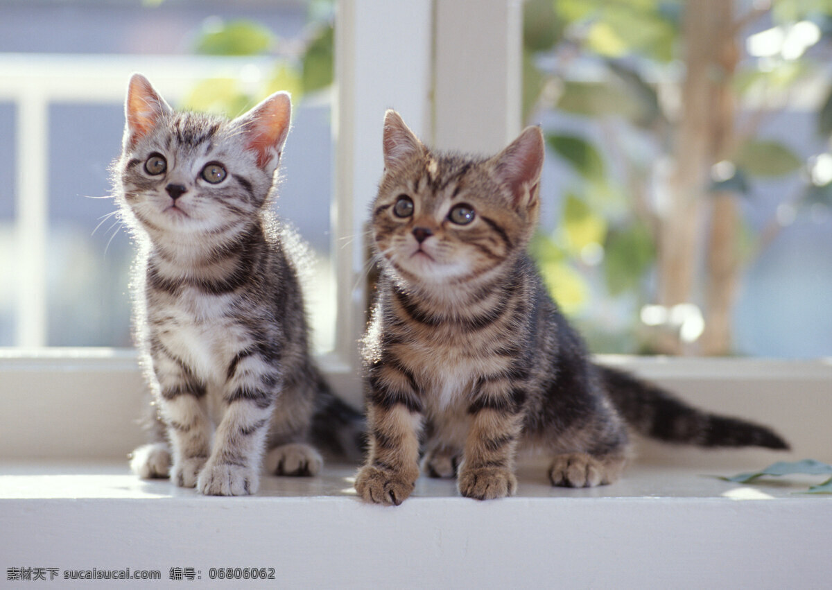 窗台 上 两 只 花猫 小猫 动物摄影 宠物 猫 可爱的猫 家猫 猫咪 小猫图片 家禽家畜 生物世界 猫咪图片