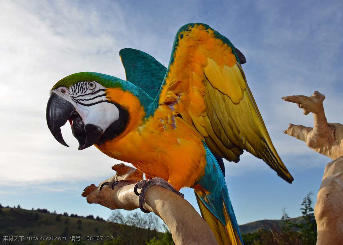 树枝 上 鹦鹉 摄影图片 鹦鹉摄影 动物 动物素材 野生动物 空中飞鸟 生物世界