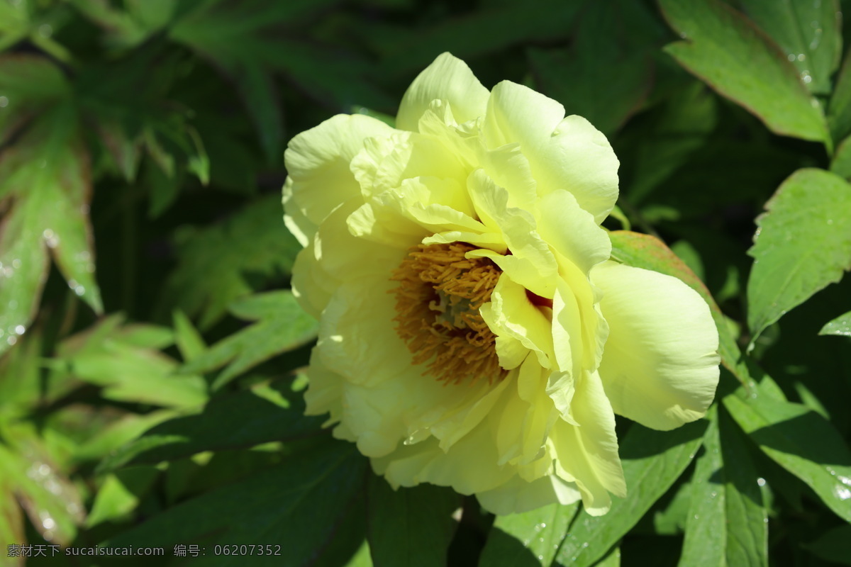 牡丹花 牡丹 观赏花卉 鼠姑 木芍药 百雨金 洛阳花 花朵 花瓣 花蕊 花卉 花儿 花草 植物 园林绿化 绿化景观 芍药牡丹 生物世界