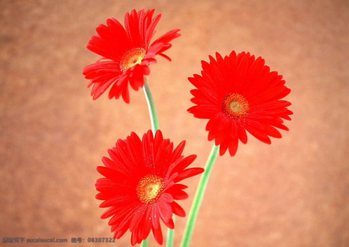 花免费下载 插花 插花艺术 高清花朵 花 花朵 花朵花束 浪漫花朵 玫瑰 情人节花 水珠 鲜花装饰 节日素材 情人节七夕