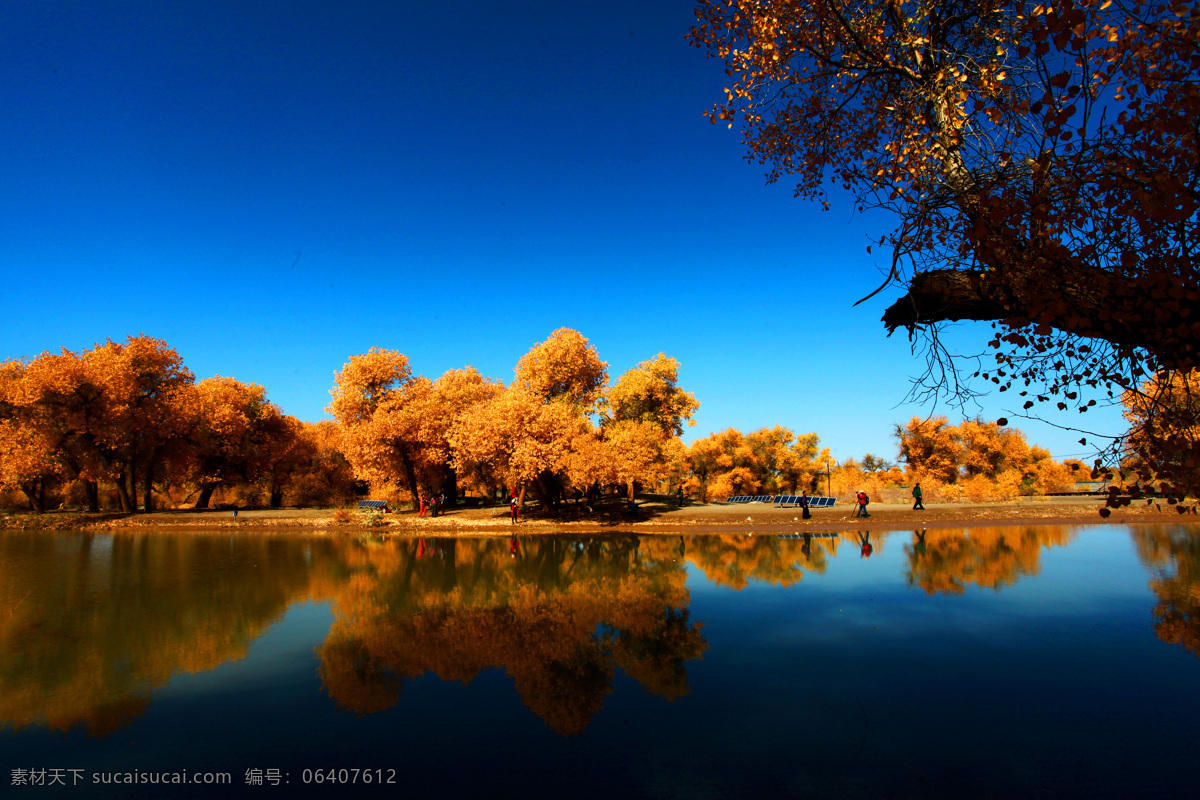 内蒙古 额济纳 胡杨 树林 倒影 树 水 秋色 旅行风光 旅游摄影 自然风景