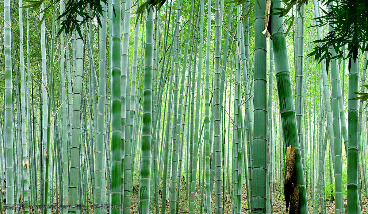 毛竹图片 竹林 竹子 青竹 竹林图片 生物世界 树木树叶