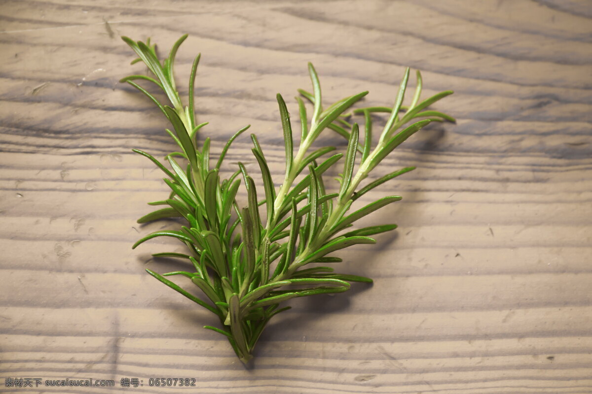 迷迭香高清 迷迭香花图片 迷迭香草图片 迷迭香花 迷迭香草 迷迭花 迷迭香