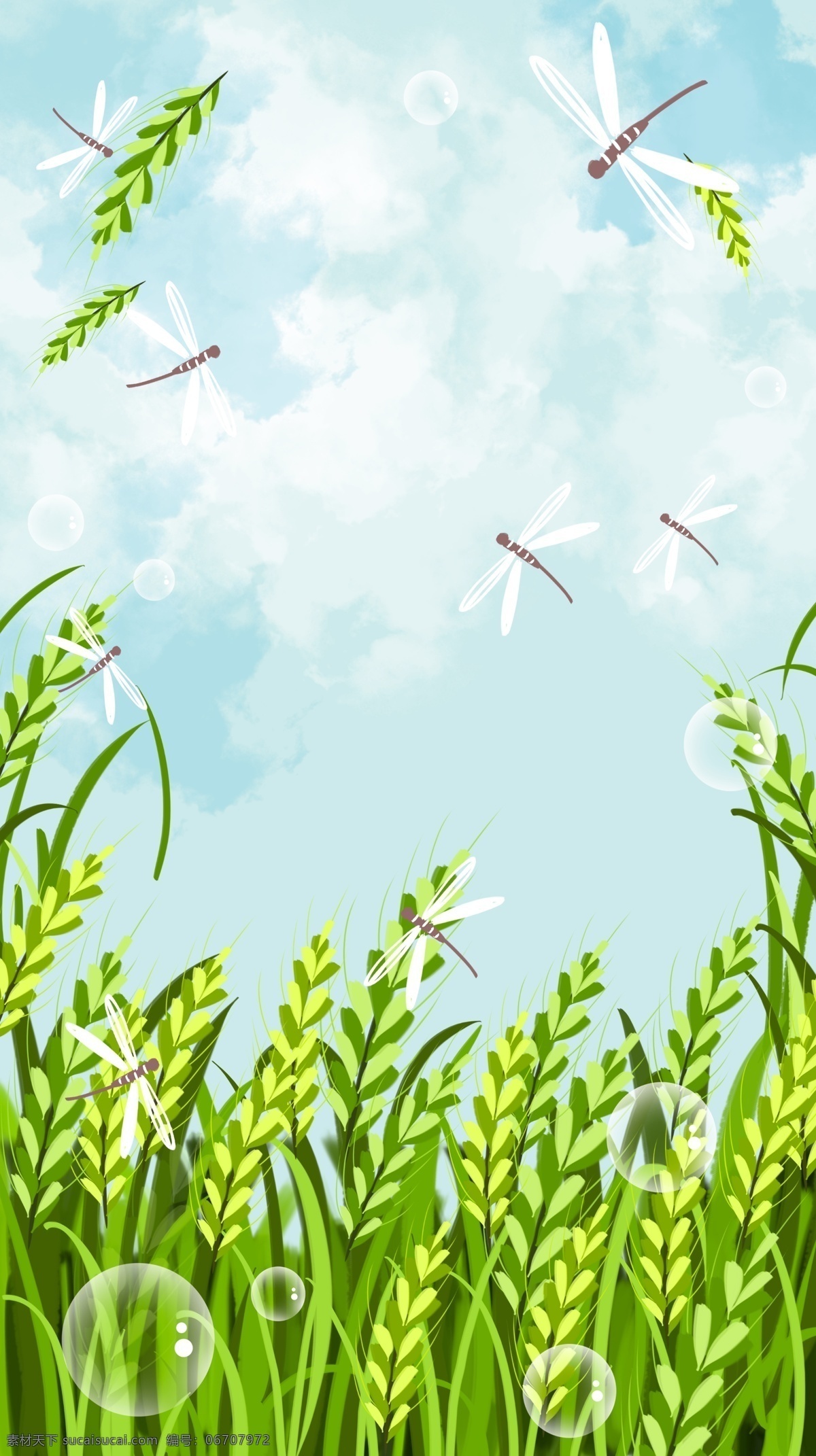 清新 小满 节气 麦穗 蜻蜓 背景 夏至背景 传统节气 二十四节气 小麦 背景设计 通用背景 背景展板 特邀背景 促销背景 背景图