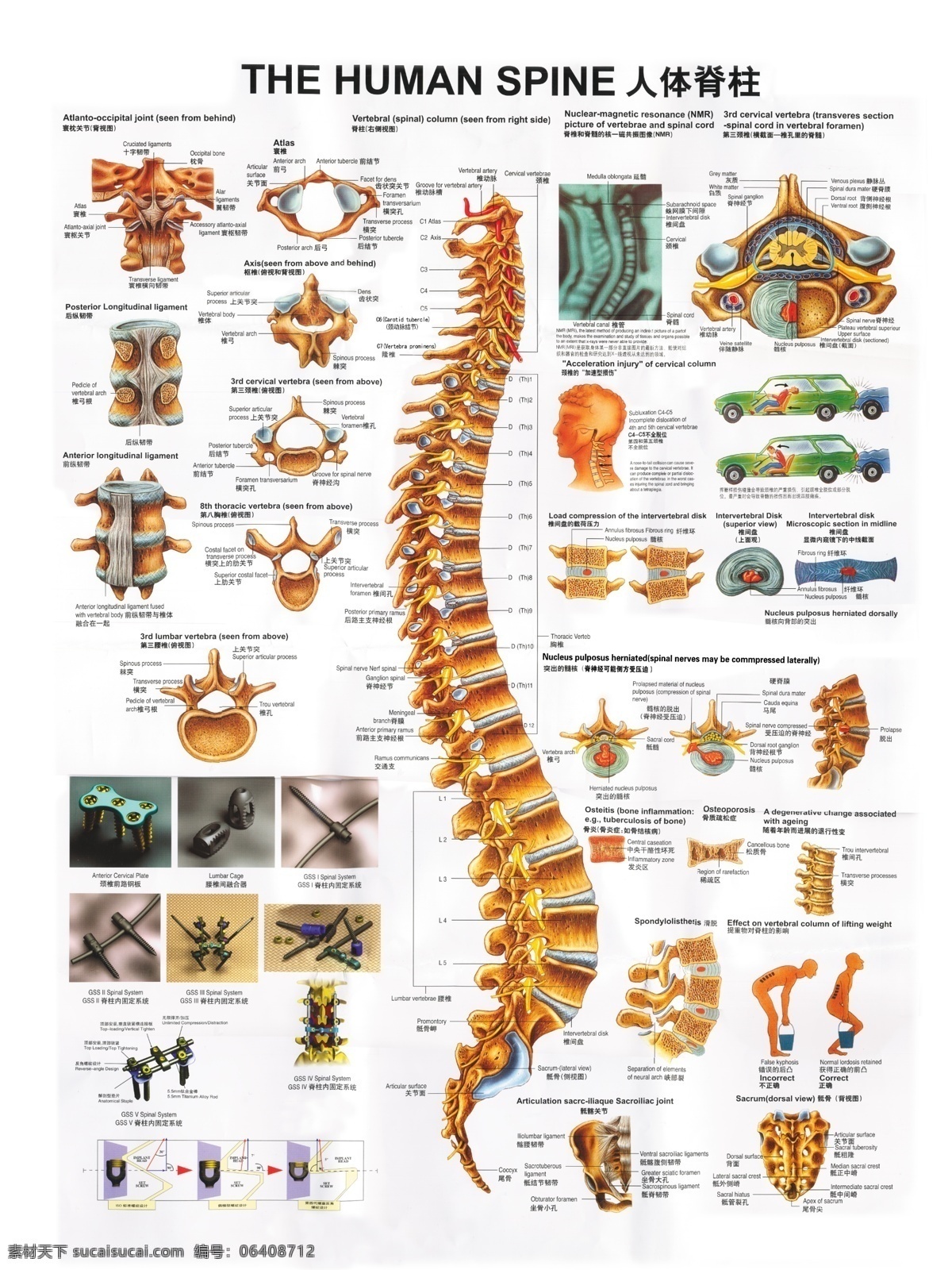 人体脊柱图 人体脊柱 高清脊柱图 骨骼图 人体骨骼 骨架 源文件库