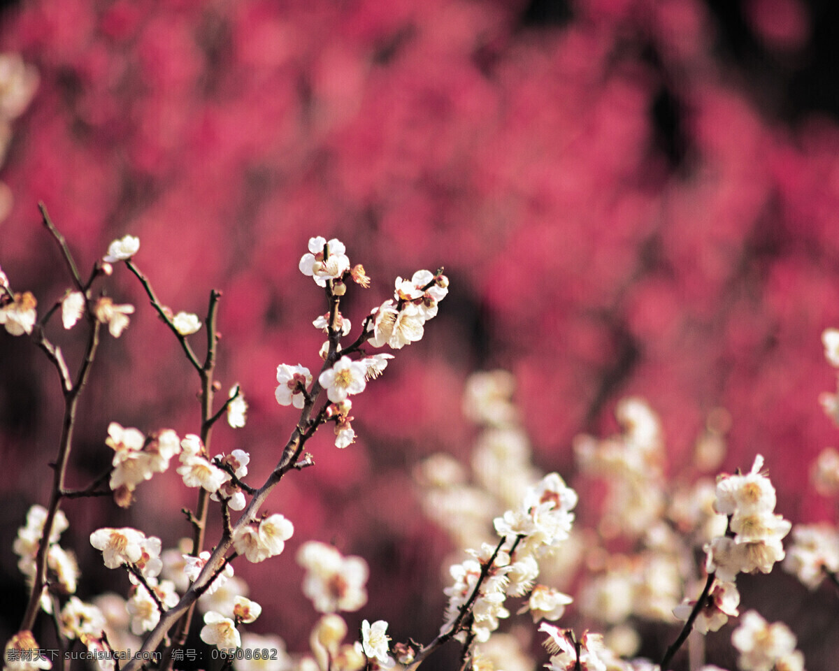 春暖花开 背景 风景 花 花草 花季 摄影图库 植物世界 自然风景 自然景观 花的季节 生活 旅游餐饮