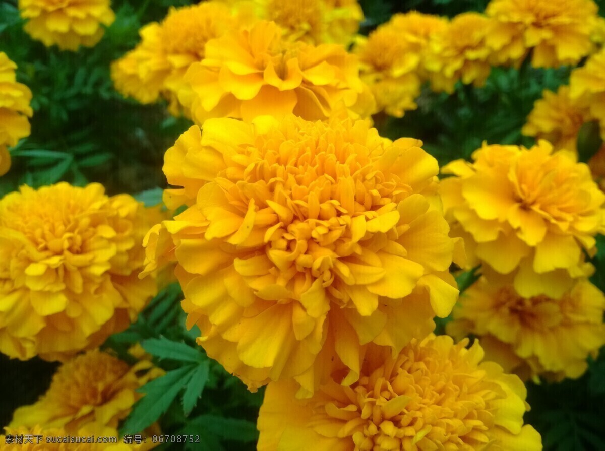 黄菊 黄色 花园 公园 佛山 花草 生物世界