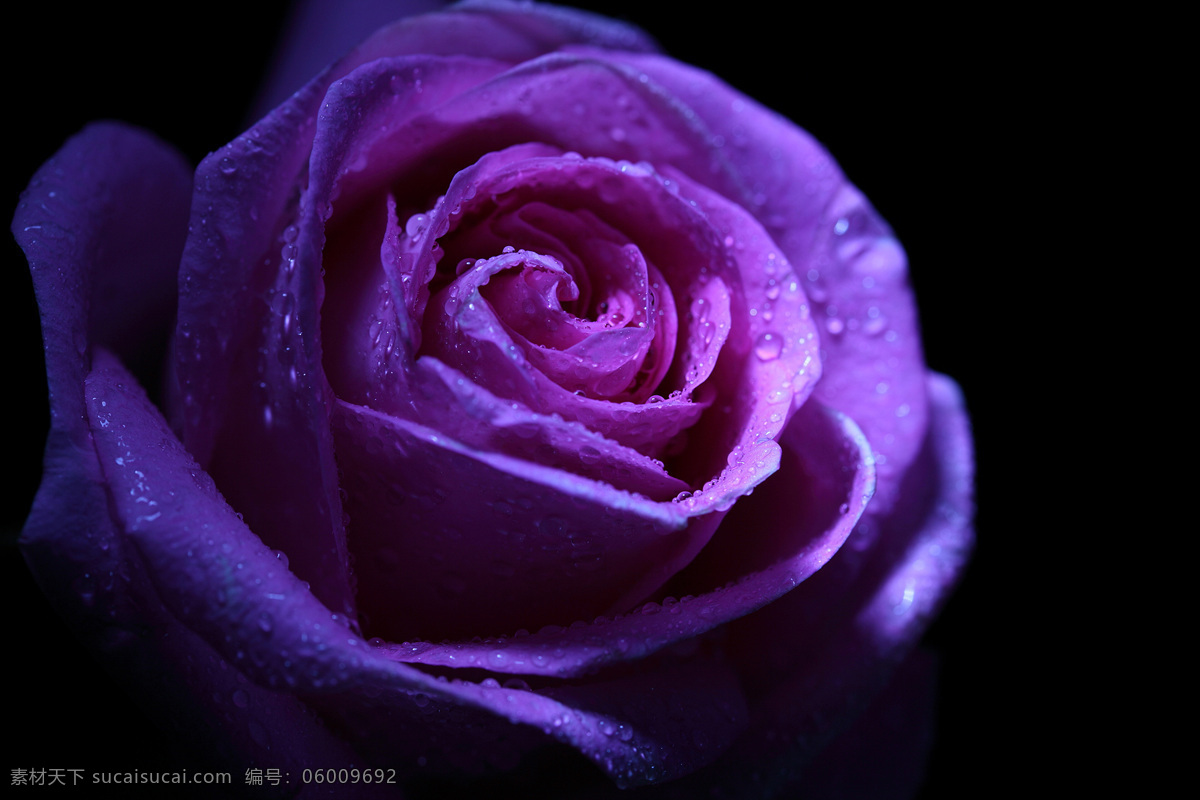 紫色玫瑰花 玫瑰花 花瓣 植物花朵 美丽鲜花 漂亮花朵 花卉 鲜花摄影 花草树木 生物世界 黑色