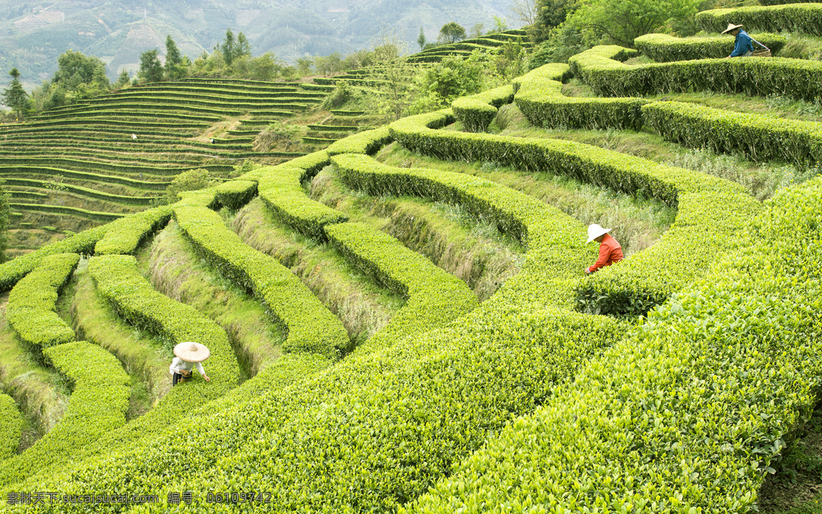 茶山风光 茶园风光 高山茶园 高山茶山风光 农夫采茶 茶山风景 茶山高山风光 自然景观 山水风景
