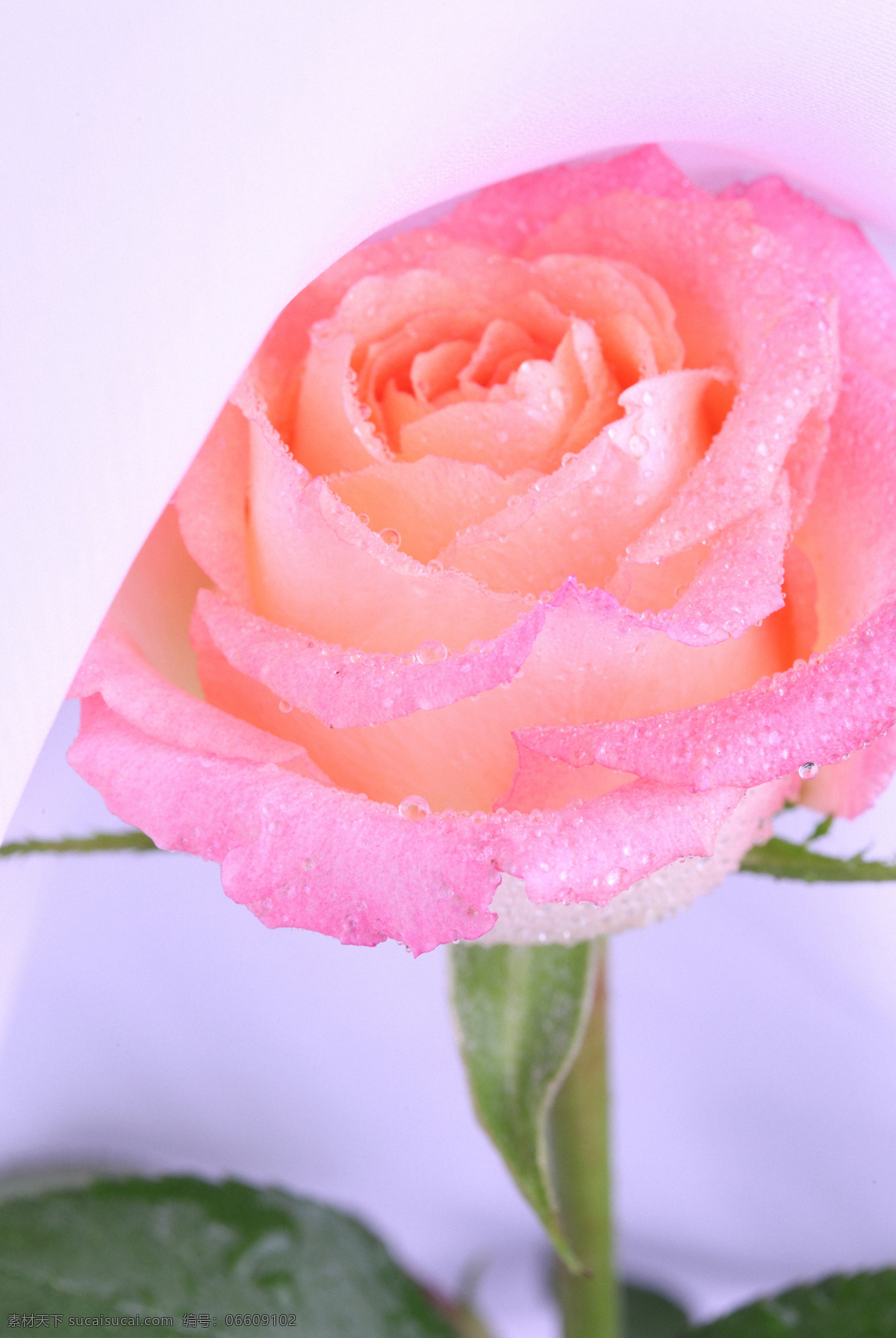 粉色 美丽 玫瑰花 红玫瑰 美丽鲜花 漂亮花朵 花卉 鲜花摄影 花草树木 生物世界