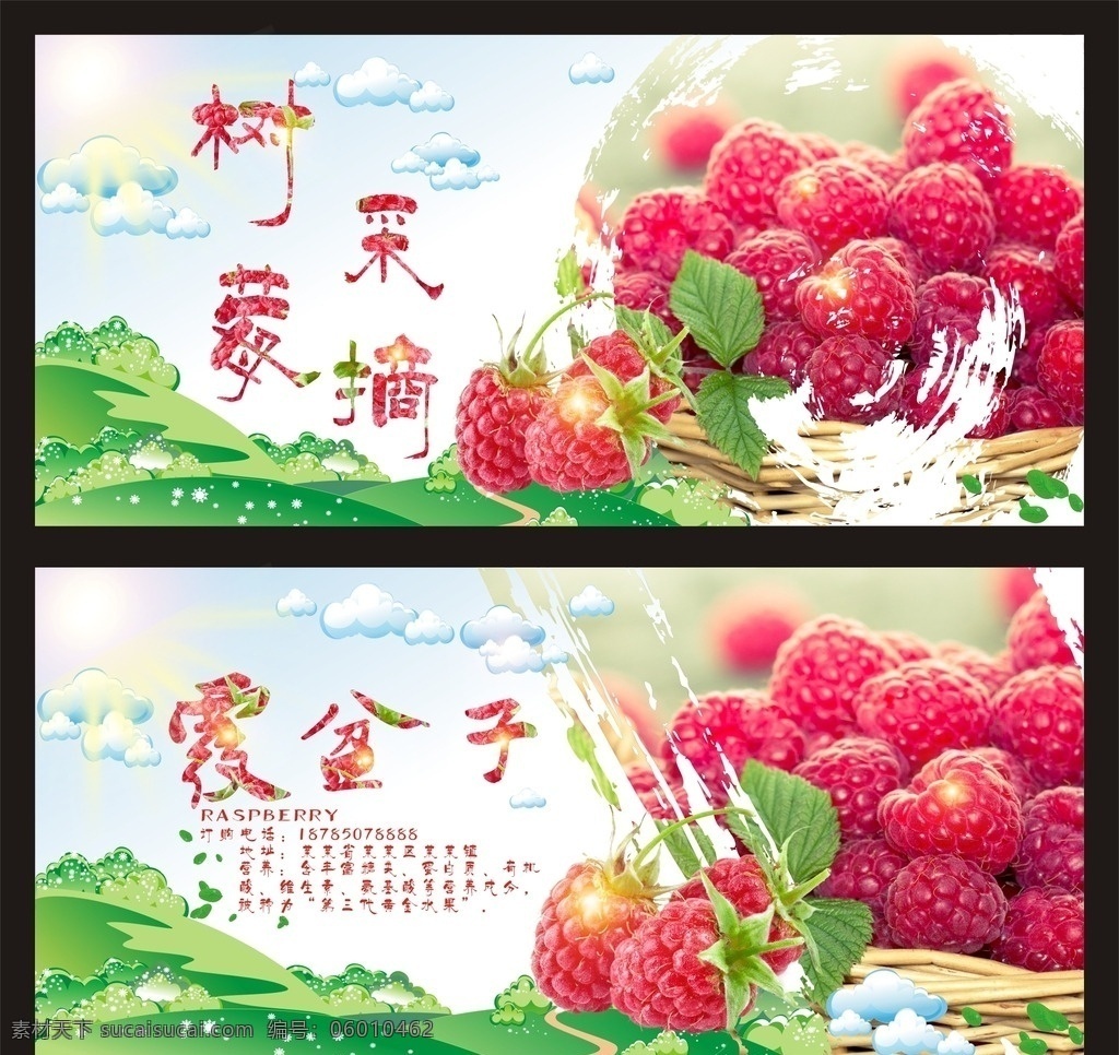 树莓 覆盆子 水果 野果 山林 甜蜜 维生素 清新 幸福 食品 红色 采摘 叶子 云朵 商品 山坡 果子 野草莓 篮子
