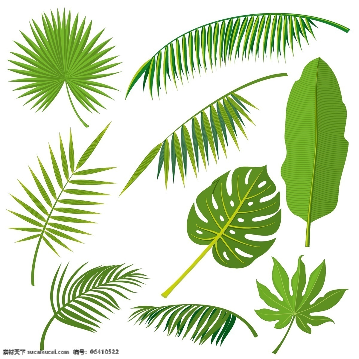 清新 绿色 叶子 装饰 元素 植物 芭蕉叶 龟背竹