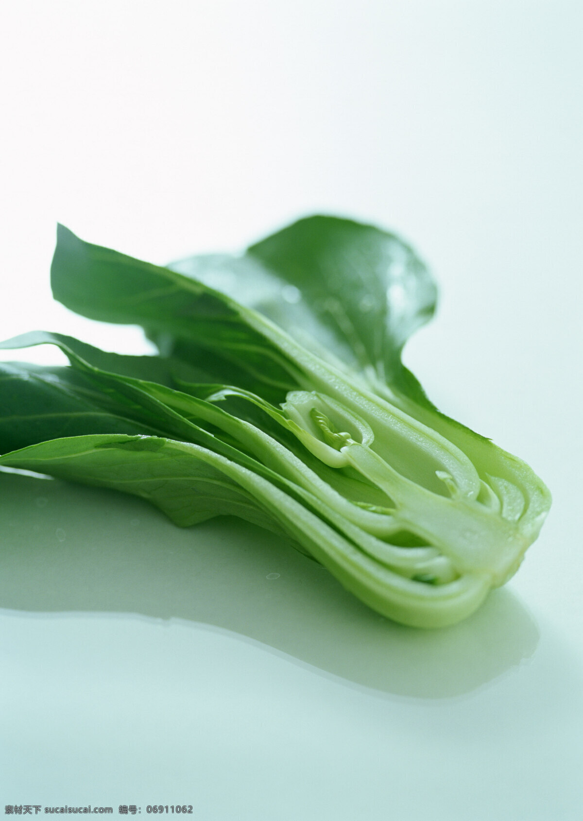 小白菜 蔬菜 果蔬 有机蔬菜 绿色蔬菜 农产品 农副产品 菜篮子 食物 食材 蔬菜摄影 生物世界