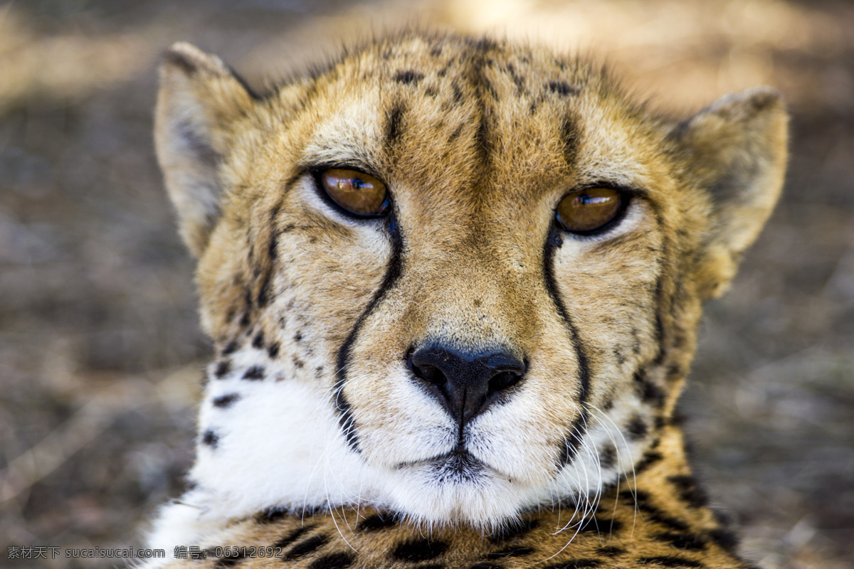 动物 森林的动物 食肉动物 森林之王 虎之子 小老虎 豹子 猫科动物 生物世界 野生动物