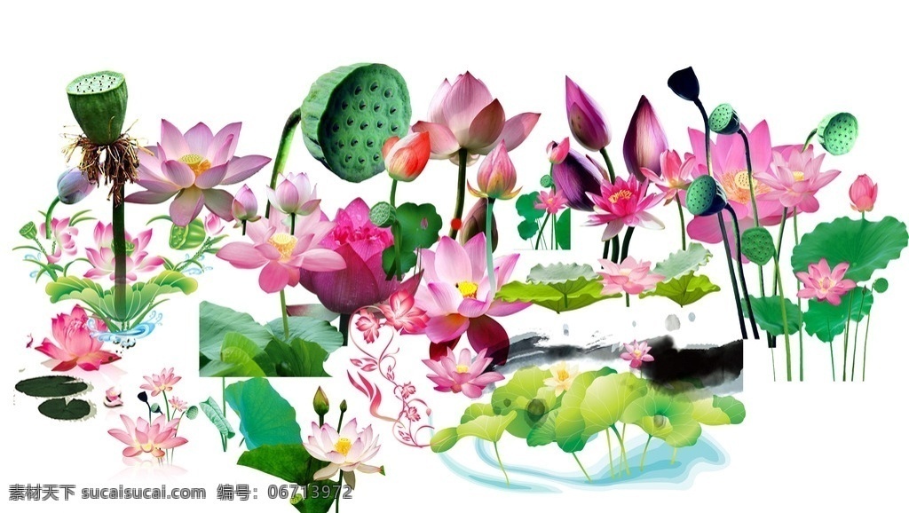 荷花素材 荷花 平面设计 广告 海报 元素 图案花纹 分层