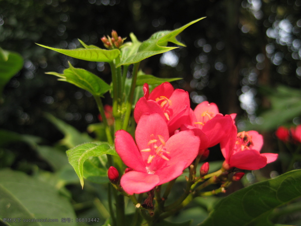 春天 红花 公园 花草 花蕾 花蕊 绿叶 生物世界 春天红花 植物 蓓蕾