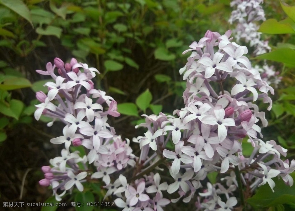 丁香 百里香 粉色 绿化 植物图片 植物 绿植 风景 建筑园林 园林建筑