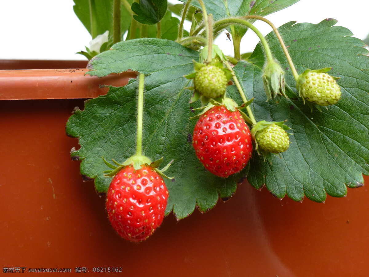新鲜的草莓 草莓 有机草莓 绿色水果 有机水果 农产品 草莓采摘园 水果种植 生物世界 水果
