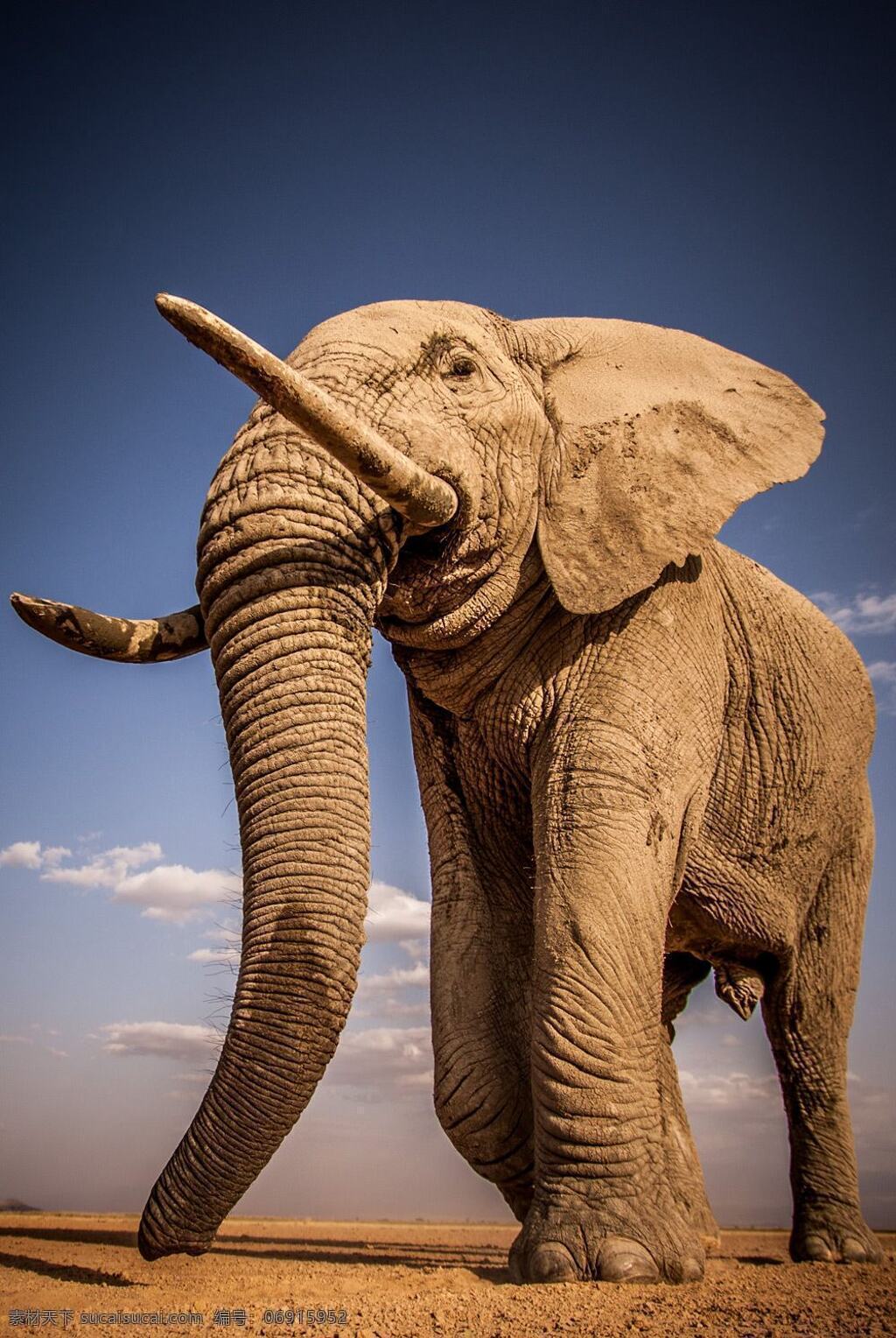 大象 野生动物 保护野生动物 大自然 保护大自然 生物世界