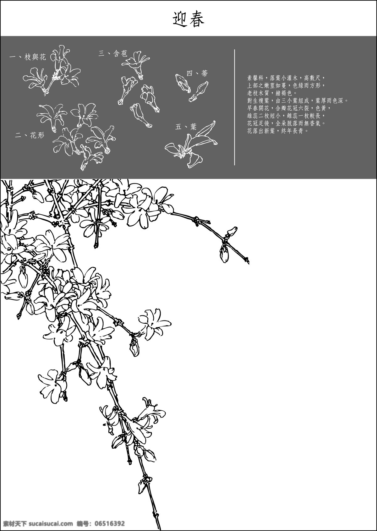 中国 工笔画 迎春花 中国工笔画 春天花 花素材 花底纹 底纹边框 花边花纹 白色