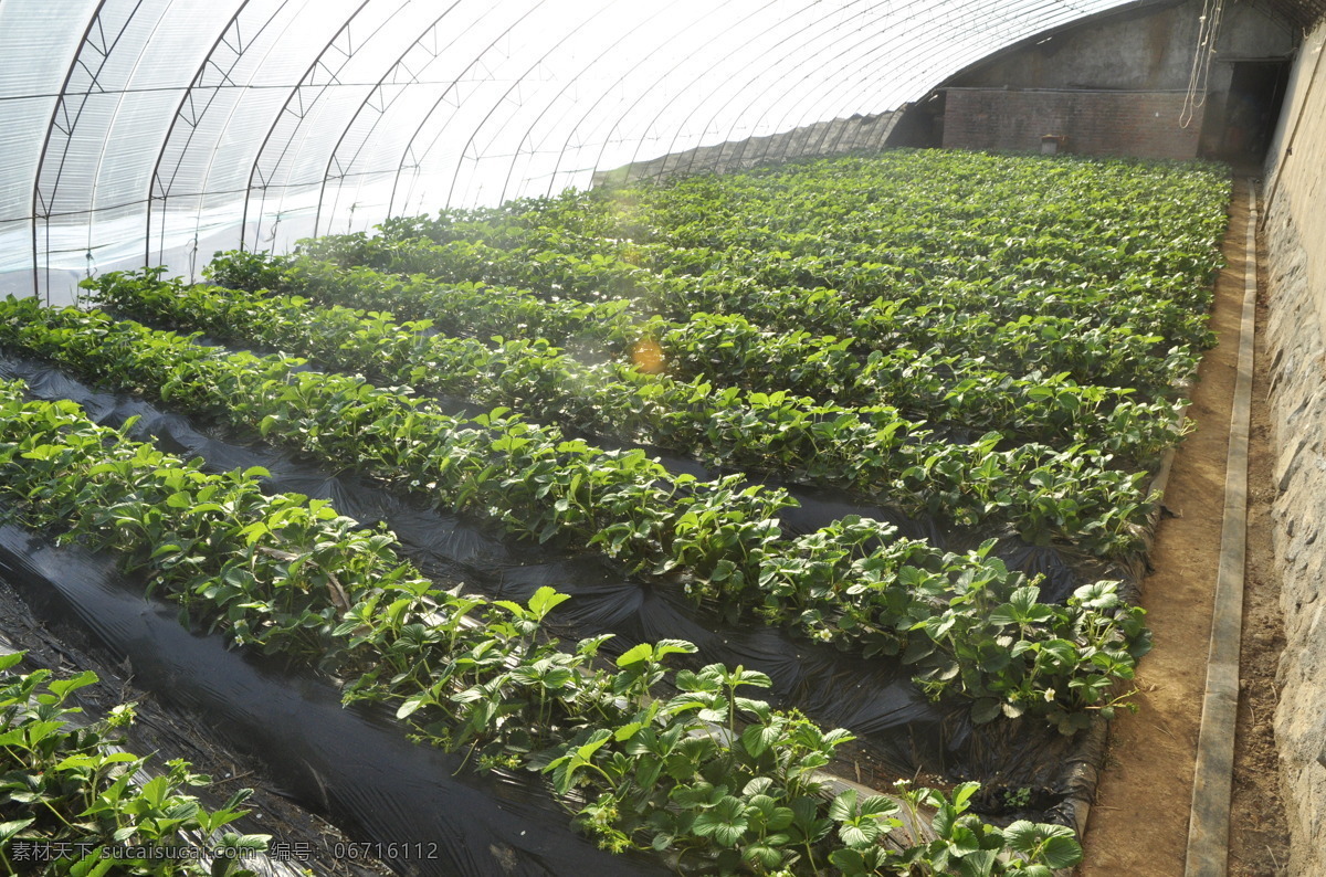 草莓大棚 草莓 草莓秧 结果 地膜 大棚 有机 水果 新鲜 农林渔牧 现代科技 农业生产
