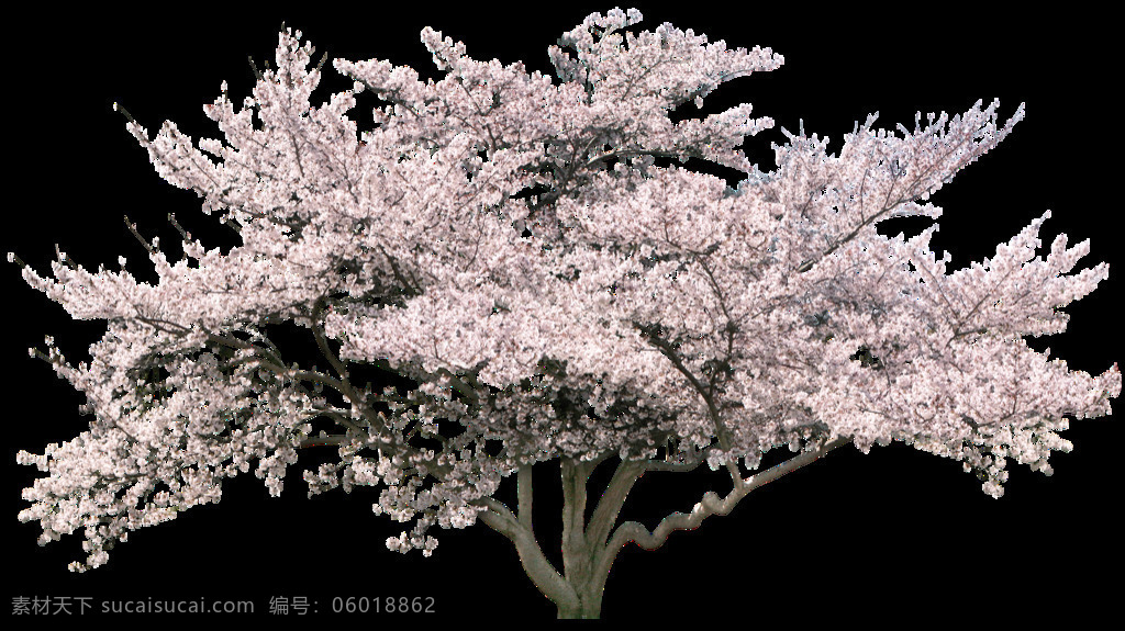 颗 樱花树 元素 樱花 粉色