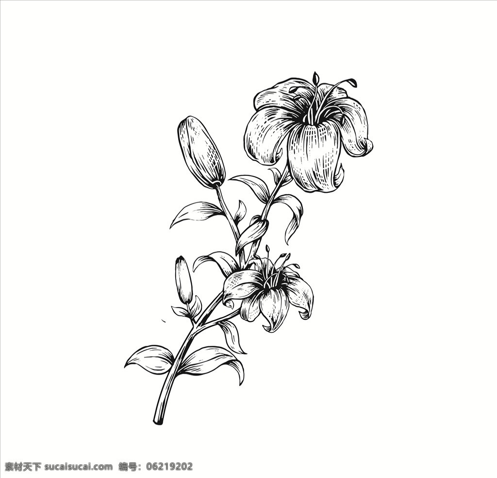 手绘花朵 花朵 白描 黑白色 雕刻 花朵素材 花背景