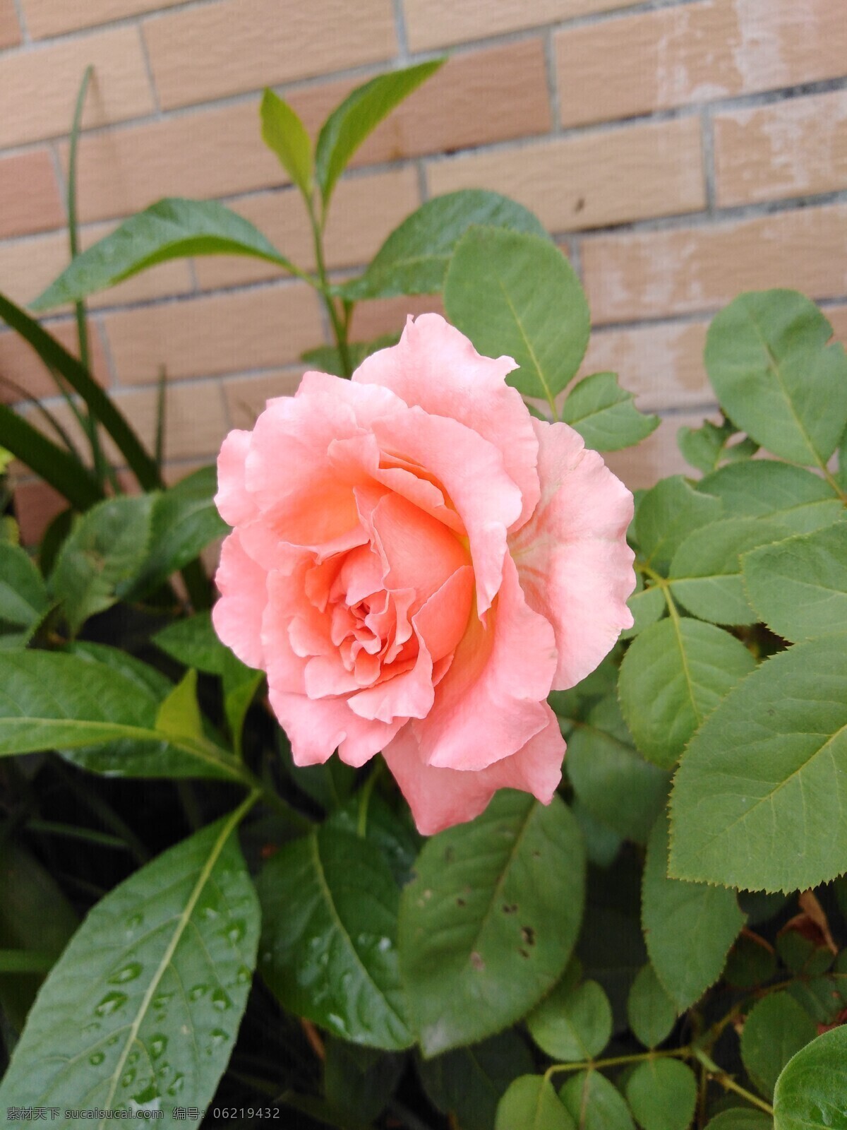 粉色玫瑰花 粉色 玫瑰 花 节日 生物世界 花草