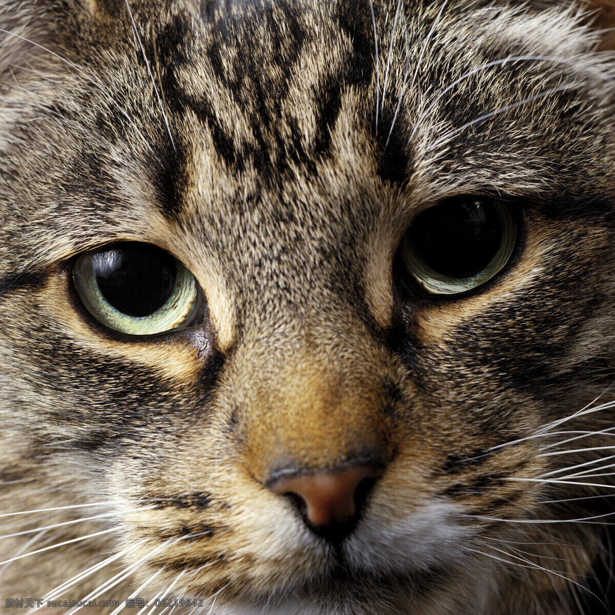 猫 眼睛 狗 小狗 宠物狗 宠物 小狗素材 小狗摄影 动物 可爱 犬 动物世界 猫咪图片 生物世界