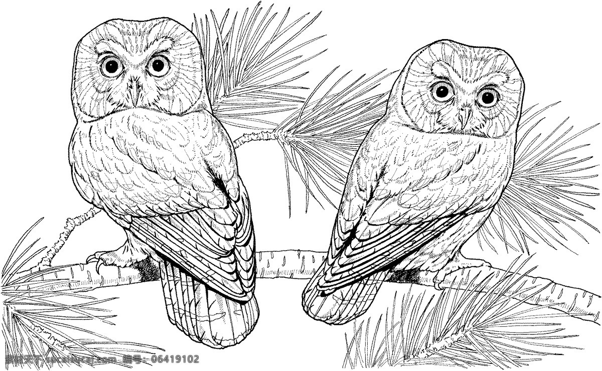 猫头鹰 鸟类素描 动物素描 动物手绘画 设计素材 动物专辑 素描速写 书画美术 白色