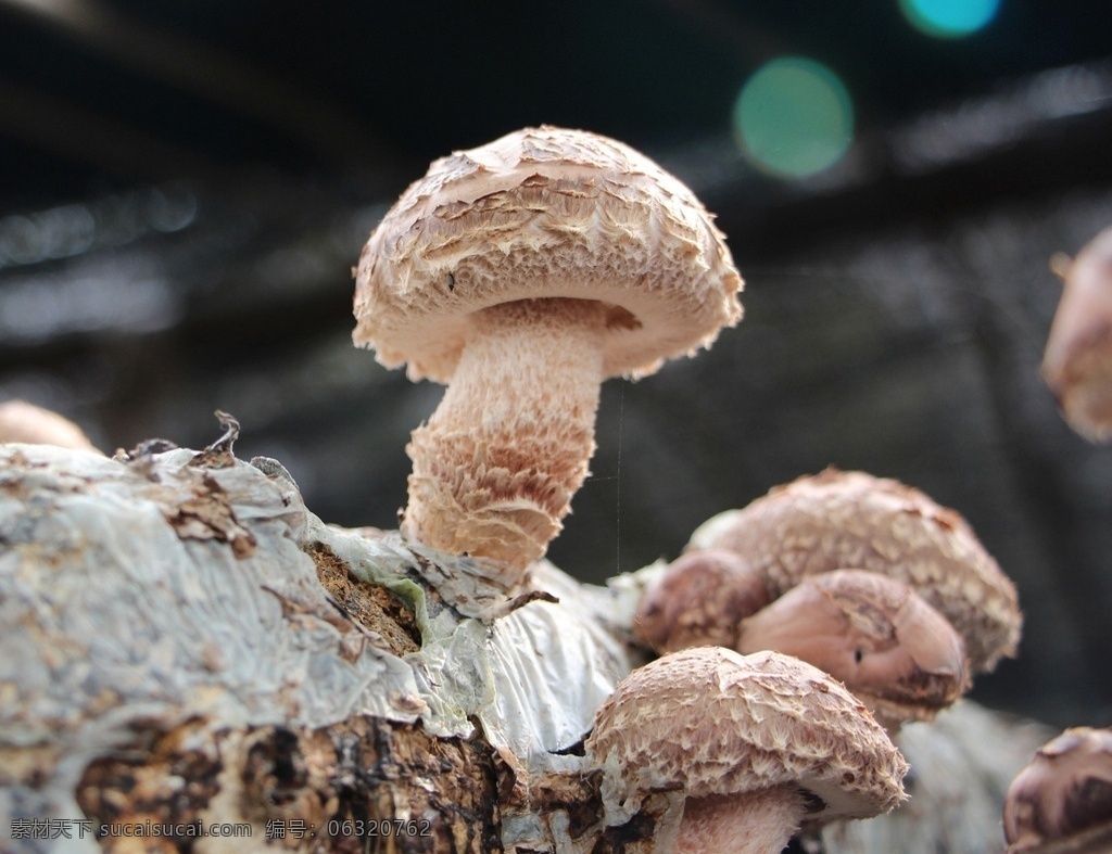 香菇生长 鲜香菇 香菇 生长 突破 长出的香菇 大棚里的香菇 蘑菇 小蘑菇 绿色有机类 餐饮美食 食物原料