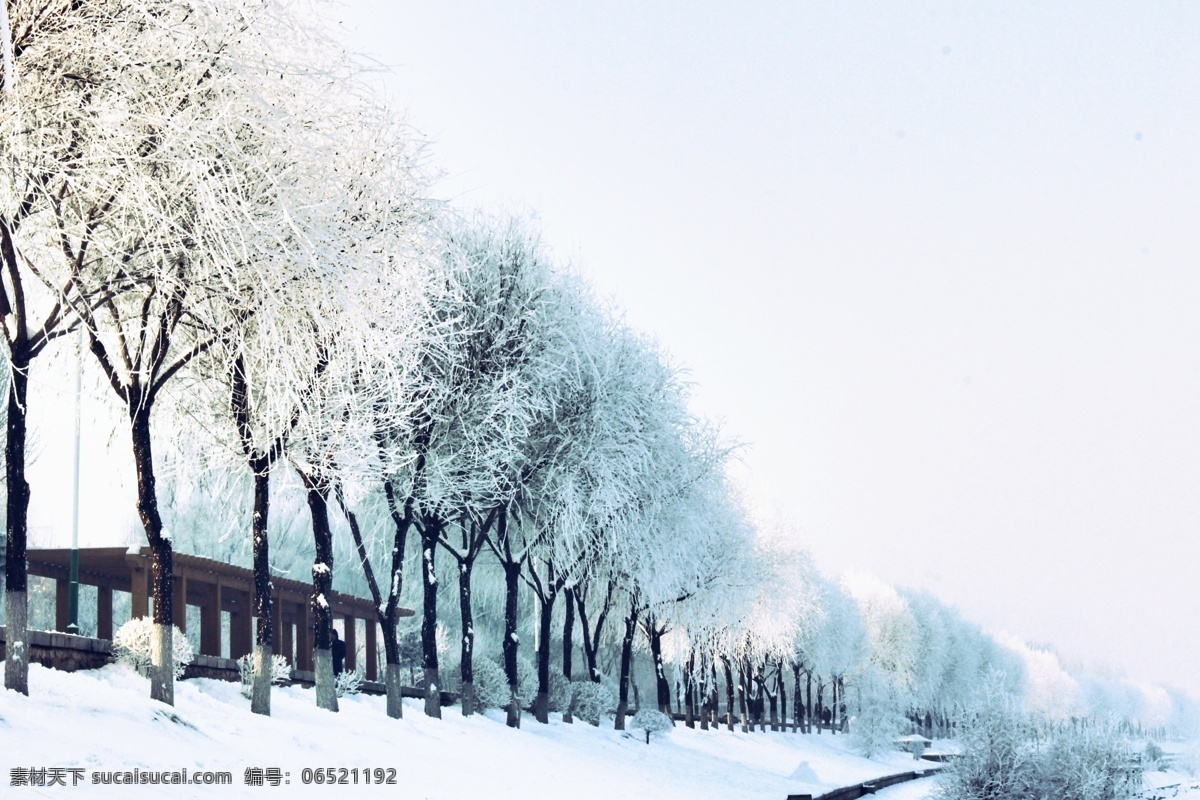 冬天 早晨 雾凇 阳光 雪花 大雪 河边 冰雪 美景 树挂 河景 东北 雪景 自然景观 自然风景