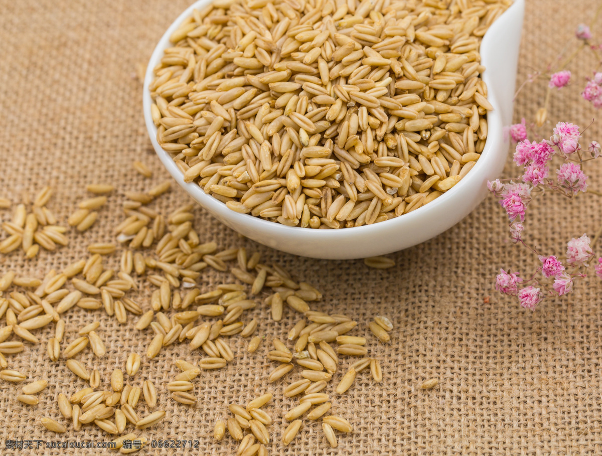 燕麦米 燕麦 莜麦 油麦 玉麦 五谷杂粮 食材 餐饮美食 食物原料