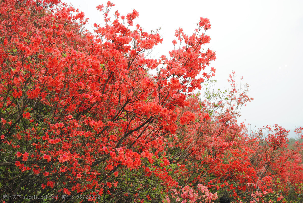 映山红 花 花园 美景 山水图 风景 红花 花草 生物世界 白色