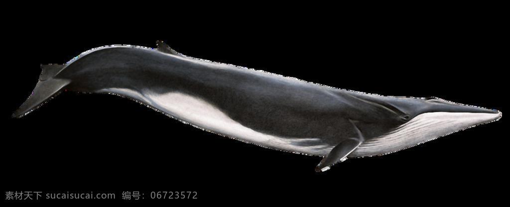 黑色 尖 嘴 鲸鱼 免 抠 透明 黑色尖嘴鲸鱼 漂亮 鲸 鲸鱼海报元素 鲸鱼设计元素