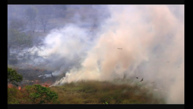 森林 大火 视频 mov 多媒体设计 森林视频素材 视频素材 源文件 烟雾 背景 火灾 火灾视频素材 实拍视频