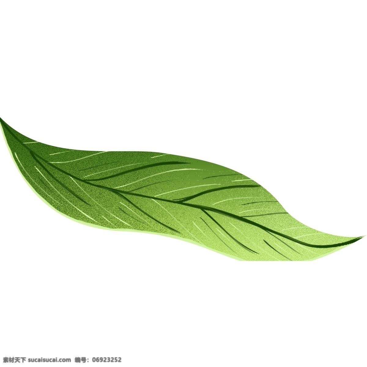 清新 手绘 片 粽叶 插画 元素 卡通 粽子叶 端午节
