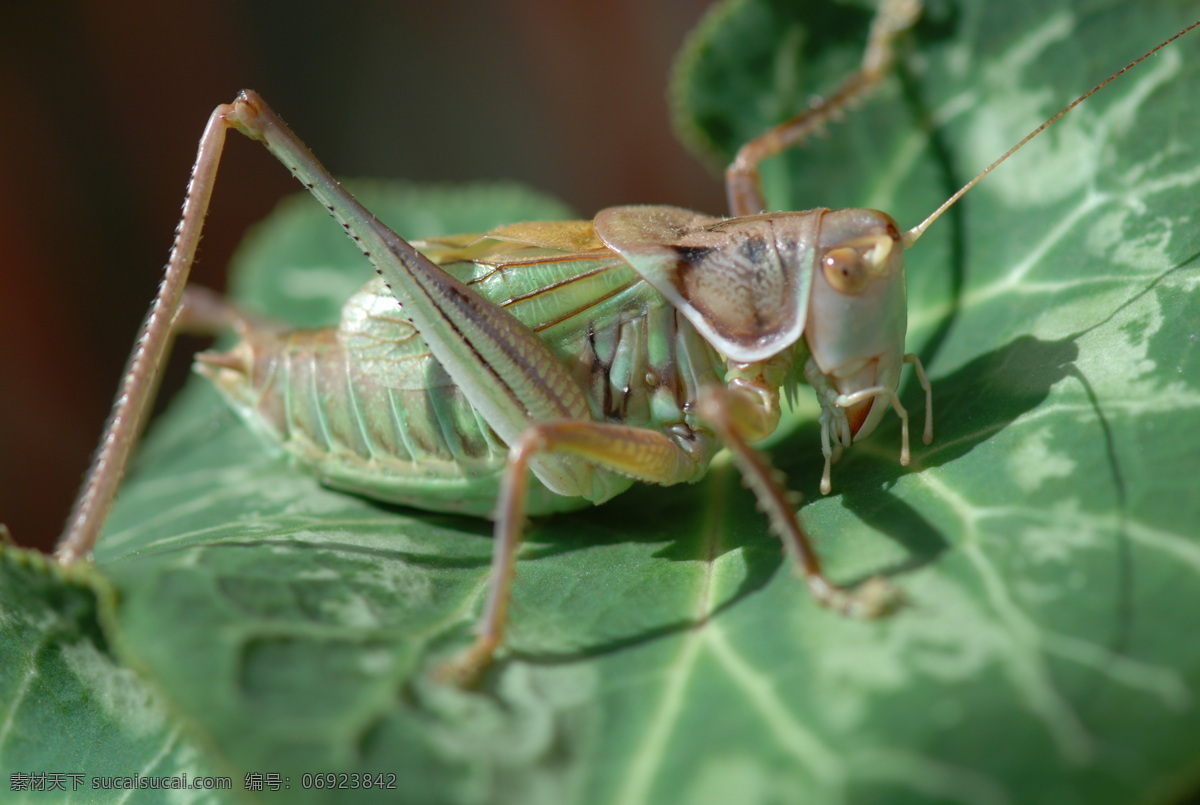 微距下的蝈蝈 微距 蝈蝈 生物 昆虫 生物世界