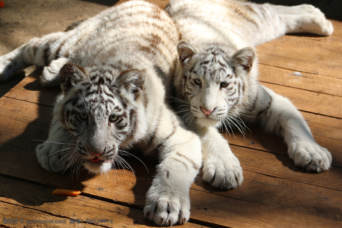 老虎 小老虎 两只小老虎 白色老虎 亲密老虎 生物世界 野生动物
