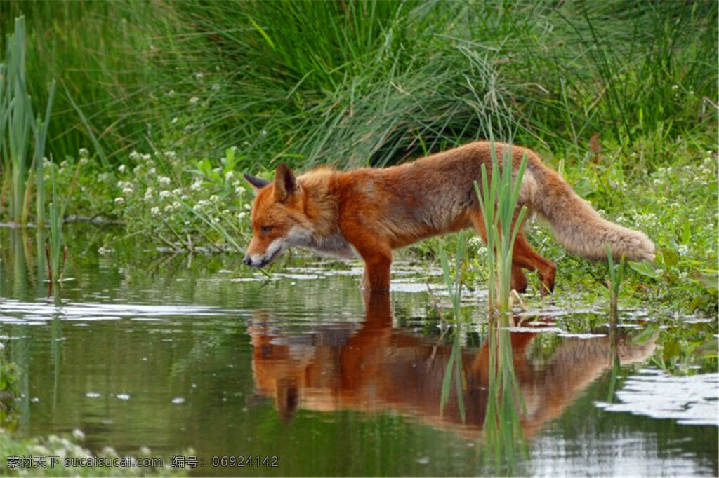 郊野狐狸图片 郊野 狐狸 郊外 水潭 水边 野生狐狸 红狐狸 红狐 野生 野生动物 哺乳动物